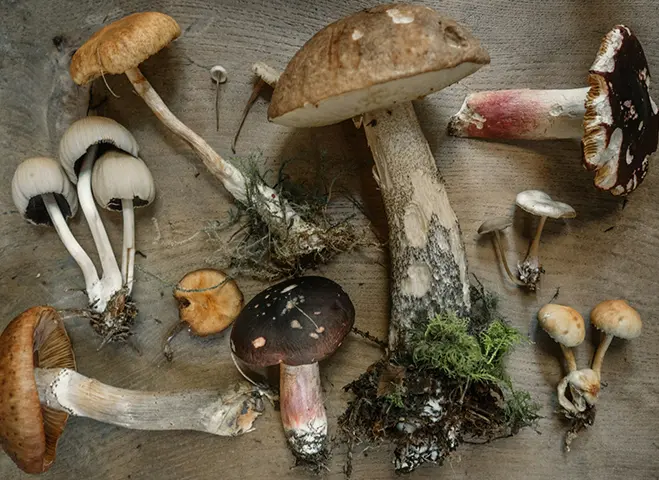 Wild mushroom on a table
