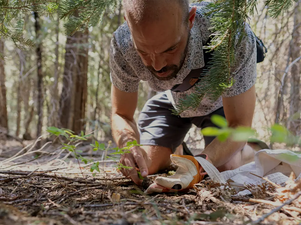 A man kneeling and harvesting a mushroom