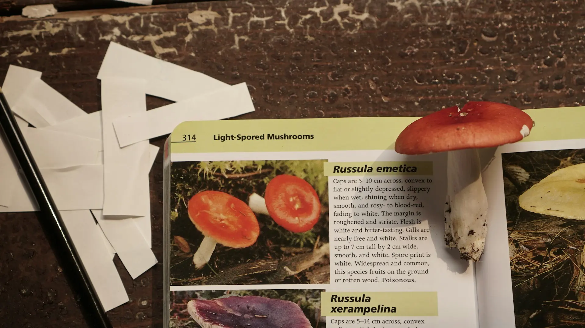 mushroom on the book
