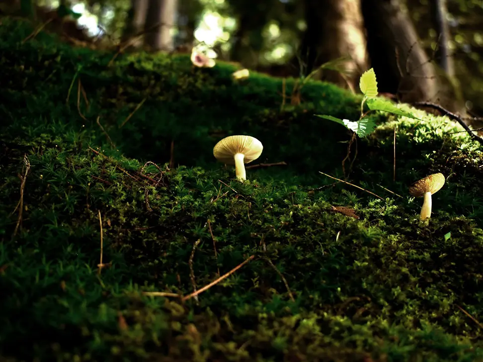 A small mushroom in a forest`