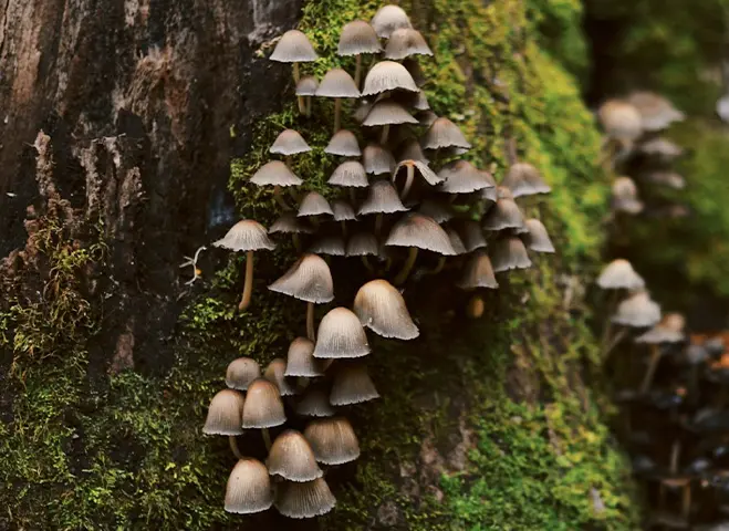 Tightly grouped mushrooms growing on a tree trunk