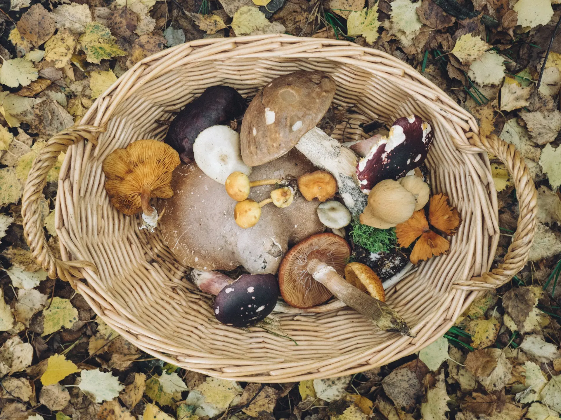 start foraging in forest