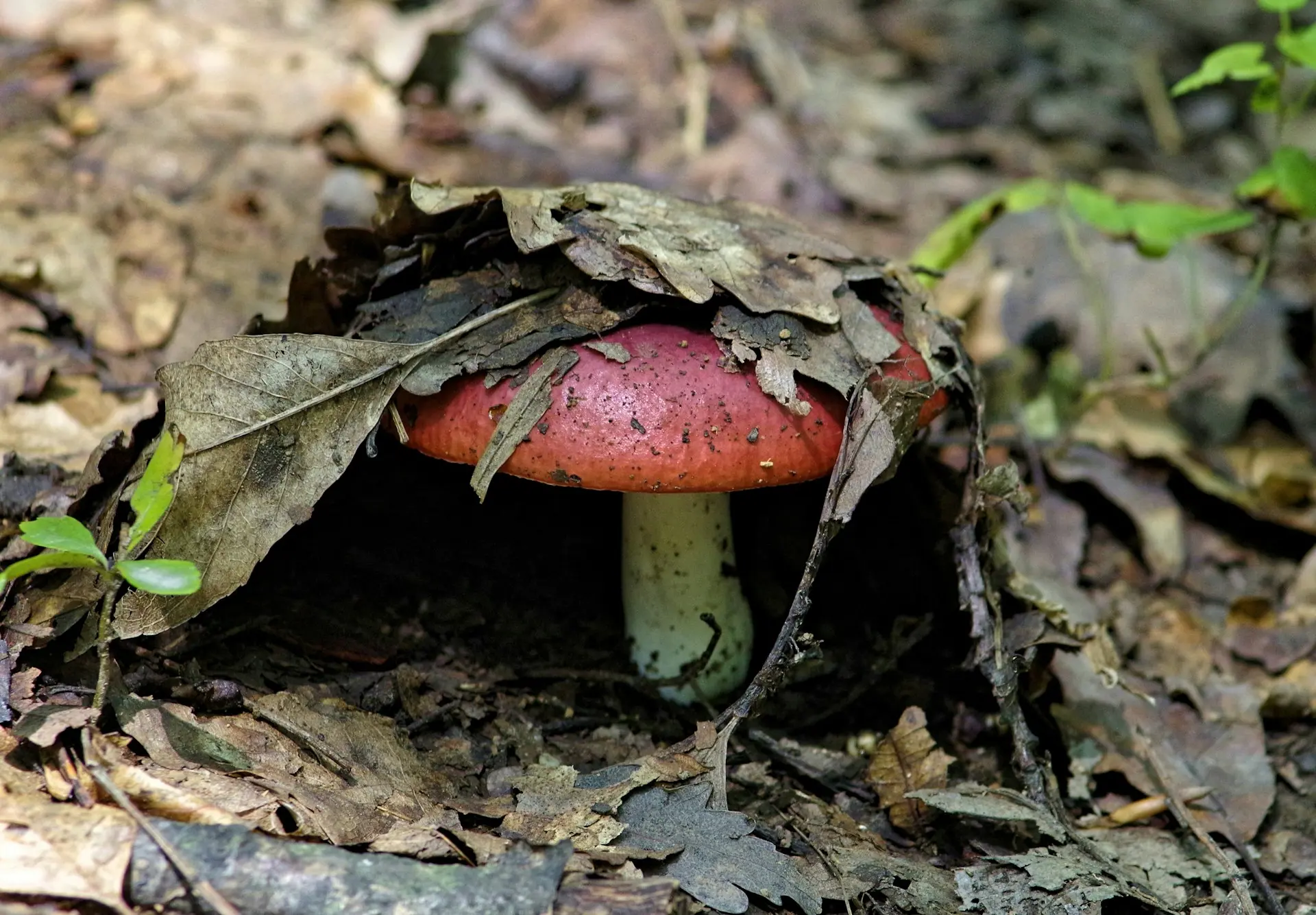 where can i find the mushroom spots