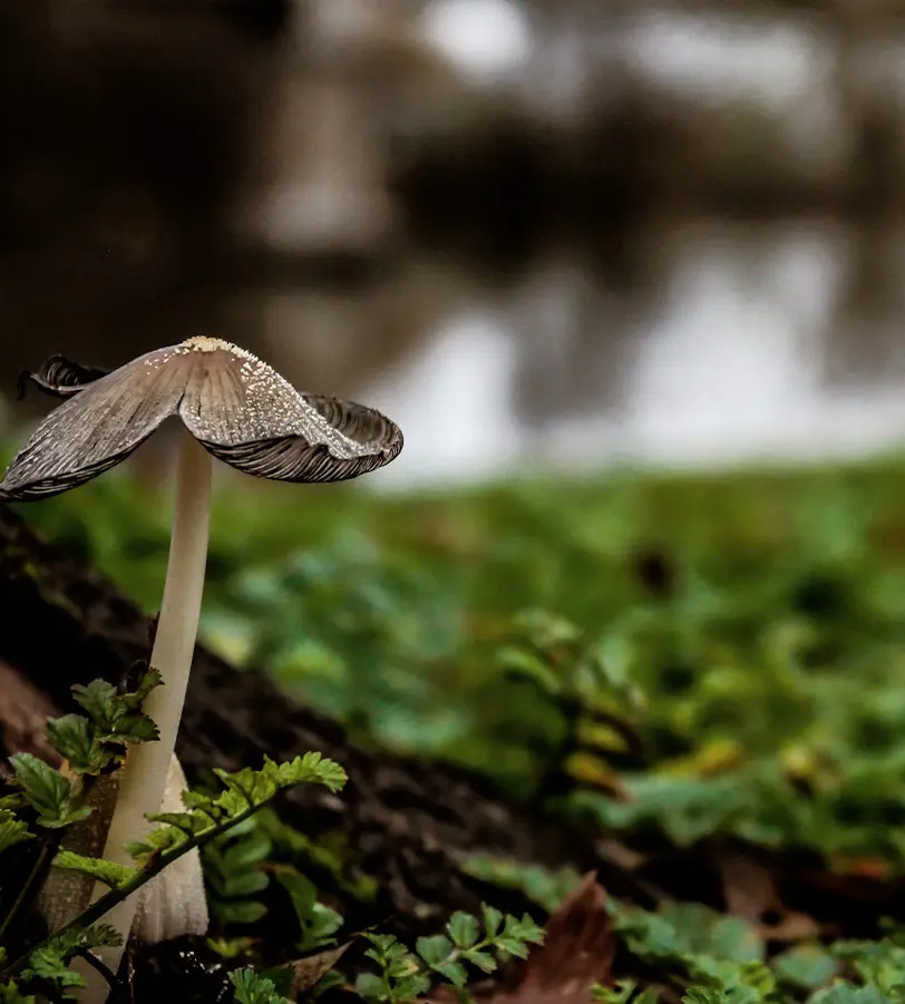 A mushroom with large cap in a forest